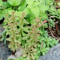 Sedum cepaea
