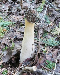 Verpa bohemica