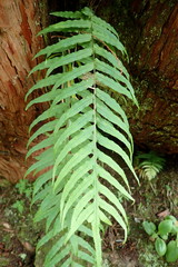 Polypodiastrum mengtzeense