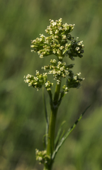 Valeriana edulis