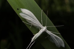 Pterophorus pentadactyla