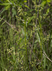 Valeriana edulis