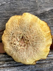 Gymnopilus