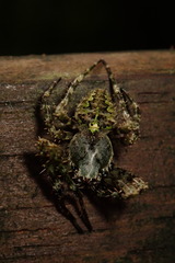 Araneus seminiger