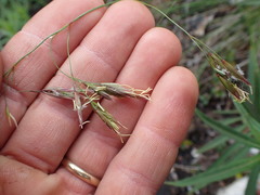 Festuca altaica