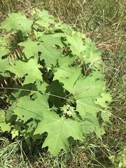 Smallanthus uvedalia