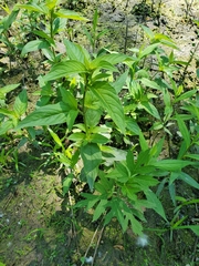 Lysimachia ciliata
