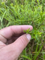 Hypericum densiflorum
