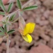 Utah Bird's-foot Trefoil - Photo (c) Carol Blaney, some rights reserved (CC BY-NC), uploaded by Carol Blaney