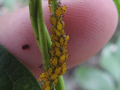 Photo of Oleander Aphid (Aphis nerii)