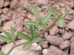 Acmispon utahensis