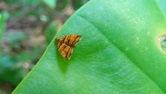 Choreutis amethystodes