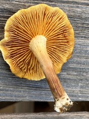 Gymnopilus