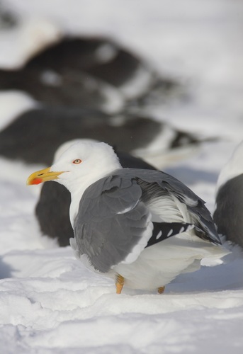 Yellow-legged Gull｜黄腿银鸥 参考照片