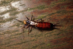 Paratimomenus flavocapitata