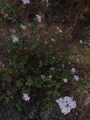 Stevia serrata serrata
