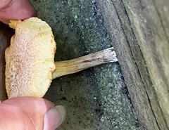 Gymnopilus