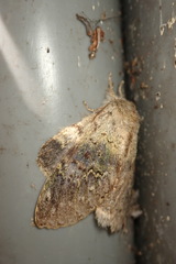 Stauropus sikkimensis