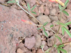 Acmispon utahensis