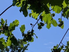 Neuroterus quercusbatatus