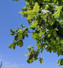 Neuroterus quercusbatatus