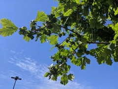 Neuroterus quercusbatatus