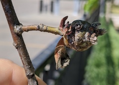 Neuroterus quercusbatatus