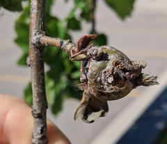 Neuroterus quercusbatatus