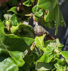 Neuroterus quercusbatatus