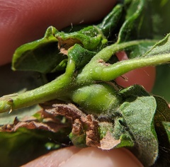 Neuroterus quercusbatatus