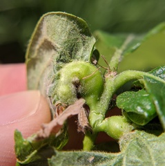 Neuroterus quercusbatatus