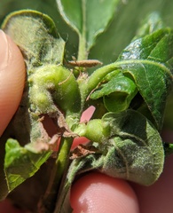 Neuroterus quercusbatatus