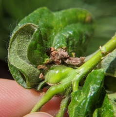 Neuroterus quercusbatatus