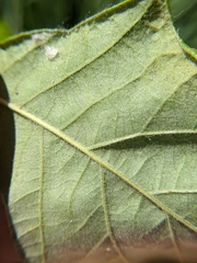 Neuroterus quercusbatatus