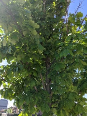 Neuroterus quercusbatatus