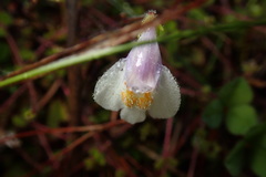 Mazus alpinus