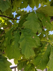 Neuroterus quercusbatatus