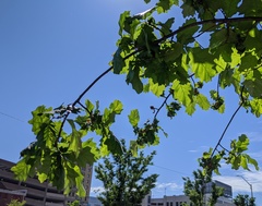 Neuroterus quercusbatatus