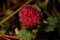 Fragaria hayatae