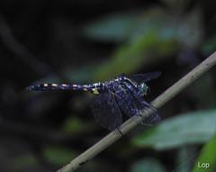 Onychothemis testacea