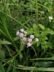 Ageratum