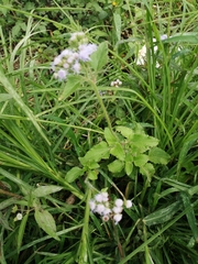Ageratum