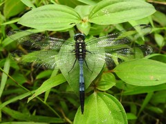 Orthetrum julia
