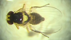 Liriomyza eupatorii