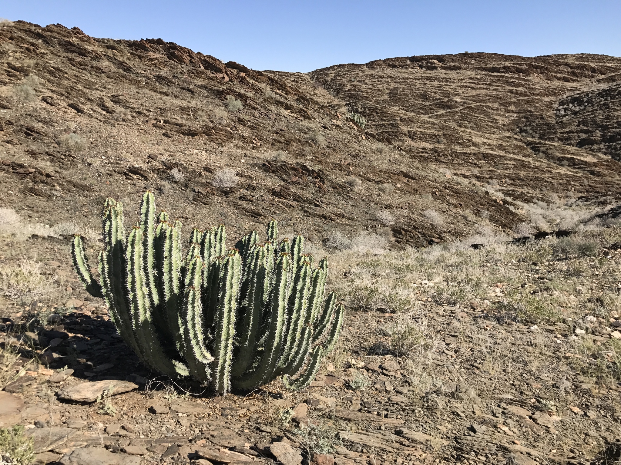 Euphorbia virosa
