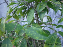 Dracaena surculosa