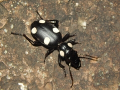 Anthia sexguttata