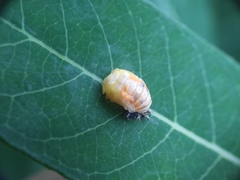 Harmonia axyridis