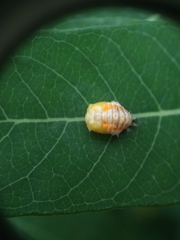 Harmonia axyridis