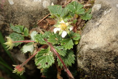 Fragaria hayatae